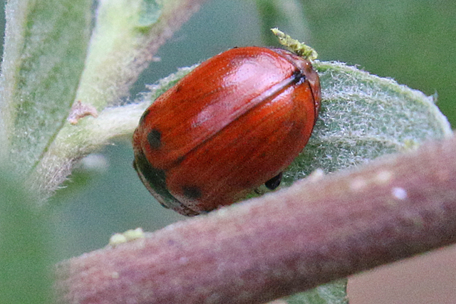 Rood Struikhaantje